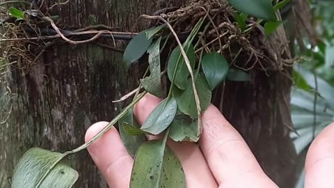 Orquídea estranha