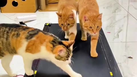 ACADEMIA PARA FELINOS | Gym for felines