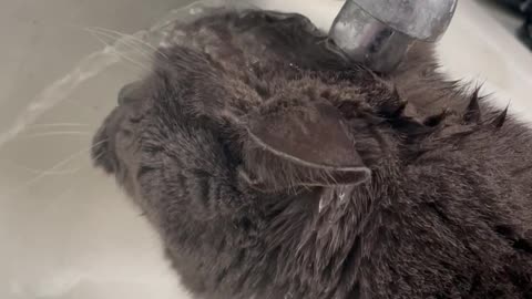 Cat Fails To Drink From Sink