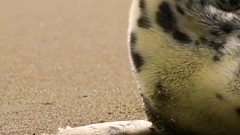 Sleepy white spotted Baby seal looking cute