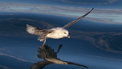 The Fulmar: Close Up HD Footage (Fulmarus glacialis)