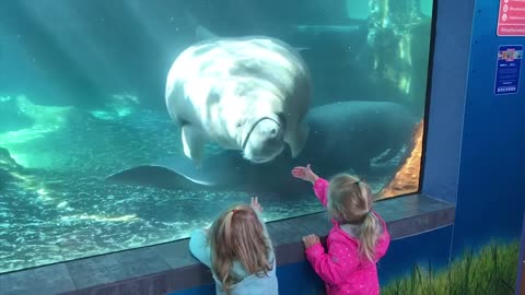 Funny kids at the aquarium girl spoked by a beluga whale