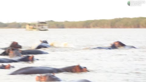 Shark vs. Hippos: Shark Swims Into Hippo Territory