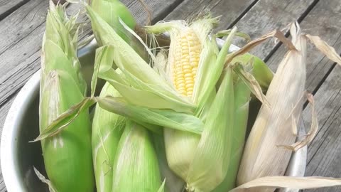 Harvested corn