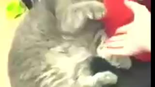 This fun cat teasing you?