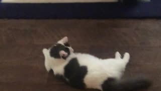 Cat Problems: Lattie is not afraid of mop