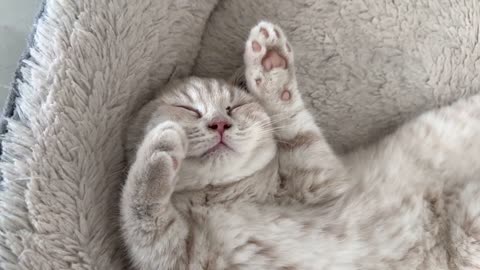 Cute Sleepy Kitten Meows And Sneezes