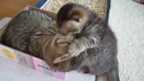 Cute Cats kisses