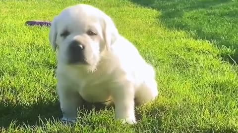 My Pet Cute Labrador puppies - you must watch this!!!