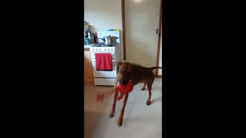 Fun Game Of Football Catch In The Kitchen With The Dog
