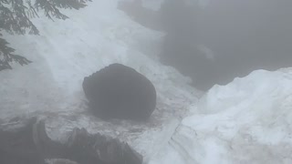 A grizzly bear on the top of grouse mountain Canada Vancouver