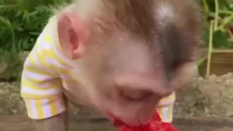 Monkey Eat Water Melon Funny Video