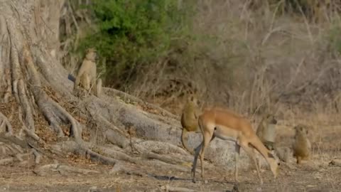 Baboon Troop Faces Down Hungry Leopard