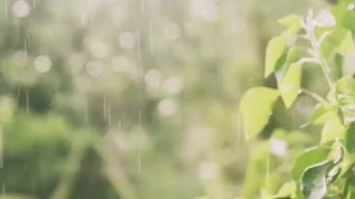 Indian Song Relaxing in Rain
