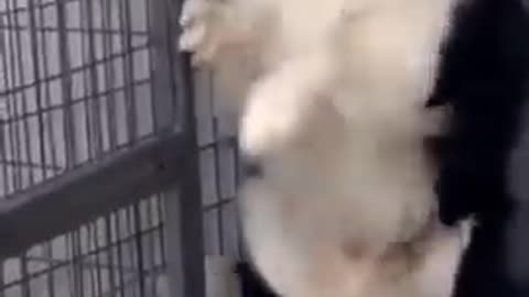 Funny dog and cock reaction #short #funny #vairal #rumbel