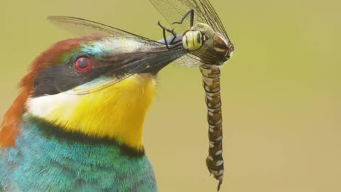 European bee-eater and dragonfly
