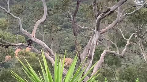 Mum & Baby Koala Play Hide And Seek