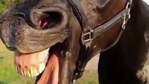 Funny horse videos