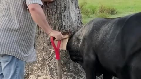 This Cow is a real Troublemaker 🤣