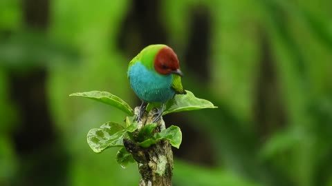 beautiful bird perched