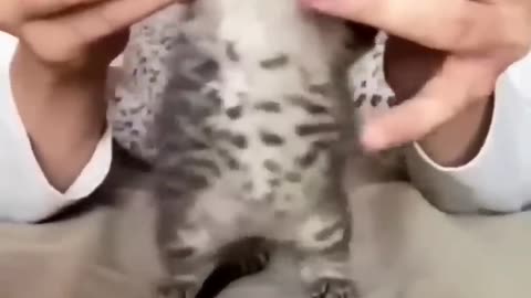 Give love to beautiful Kitten cat shot video