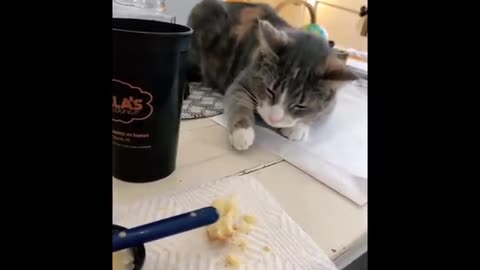 Funny Cats 😹 - Don't Try To Stop Laughing 🤣 - Funniest Cats Ever