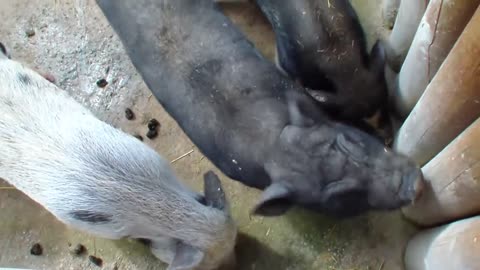 funny mini pigs and sheep