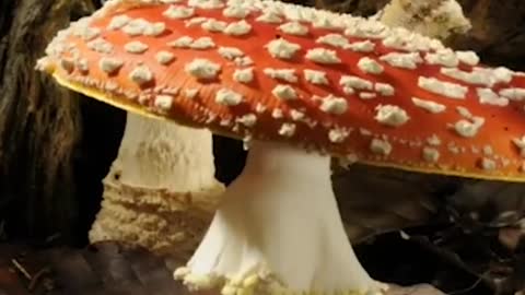 timelapse of mushroom growth in tropical forests until harvest age