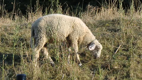 German Sheep