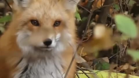 DOG RESCUES A FOX !!!