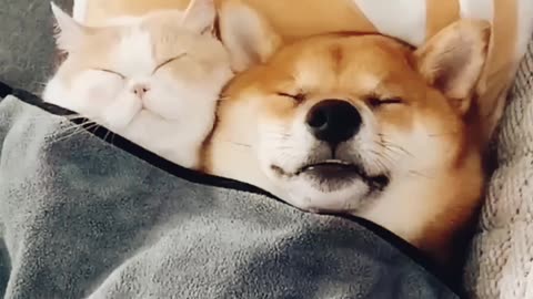 Funny Dog and cat | video | laughing 😂🤣