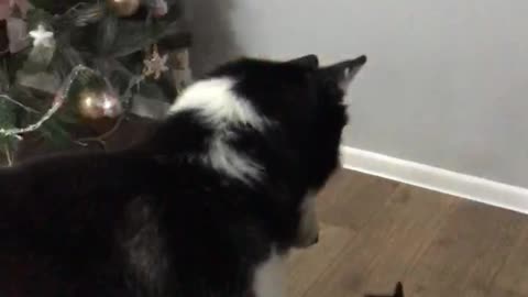 Crazy cat attacked husky.