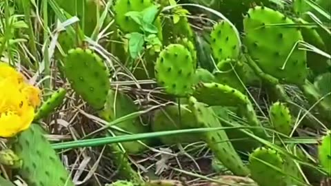 WHO ELSE LOVES PRICKLY PEAR CACTUS?