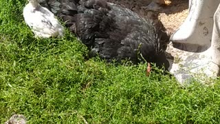 Little chickens with their mother