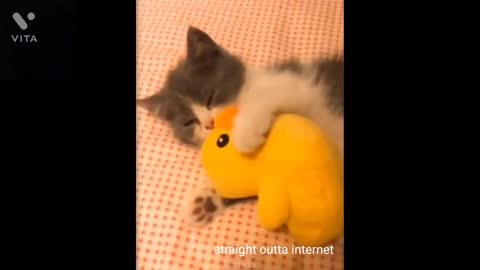 Kitties Love To Cuddle