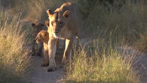 mother and her puppies 🐆