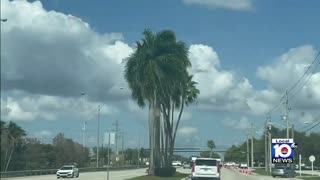 Tragedy raises questions about tree trimming in Pembroke Pines