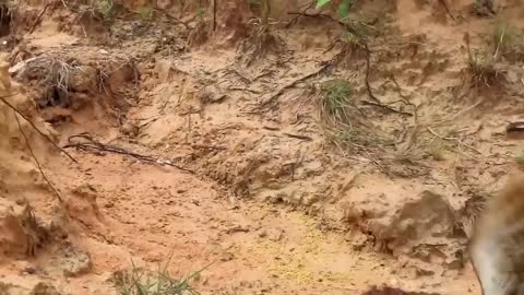 9 SERANGAN AYAM KE BURUNG ELANG