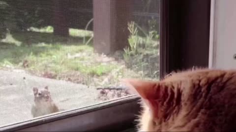 Cat Comes Face to Face With a Chipmunk