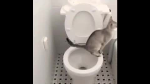 Cat using toilet training funny videos 🤣🤣🤣 Don't miss