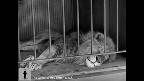 Charlie Chaplin - The Lion Cage - Full Scene (The Circus, 1928)