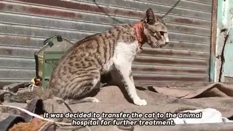 The Cat's Head trapped in Metal Shop Window