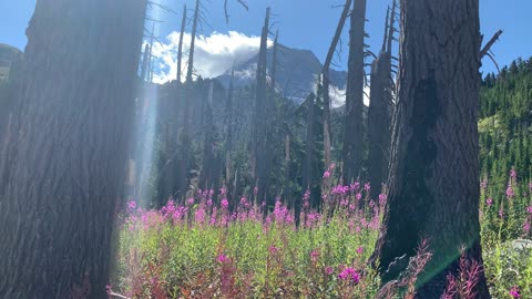 Oregon – Mount Hood – Magenta Majestic Magic - 4K