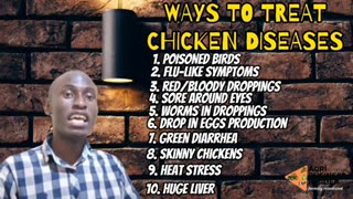 Symptoms of Chicken diseases and how to cure it