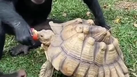 Animals love each other respect