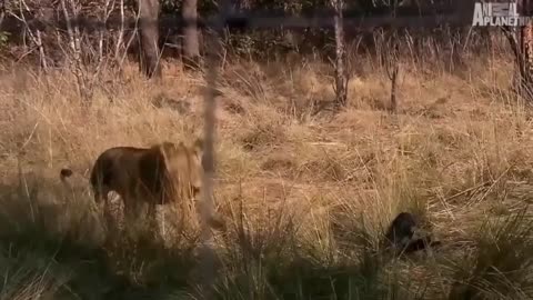 Wild discovery channel animals male lion hunt buffalo real fight Animal planet documentary