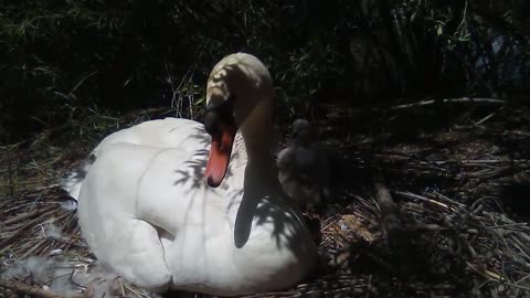 Angry Mother Swan has great reason to be hissing aggressively like a snake; let's see why