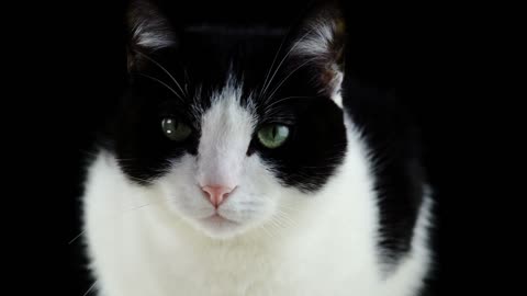 Black & white Cat