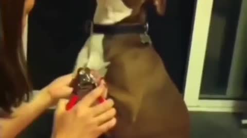 Funny dog acting