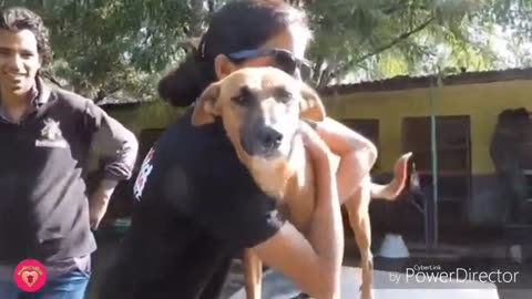 Real life heros saved dogs.... #viral #dogslife #humanity